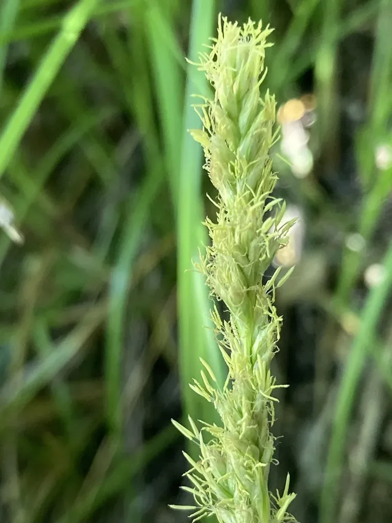 Sturdy Sedge