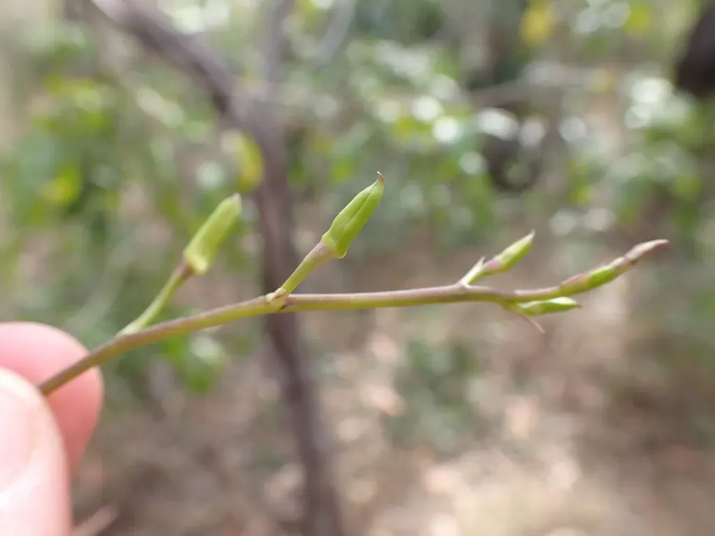 White Butterfly Orchid
