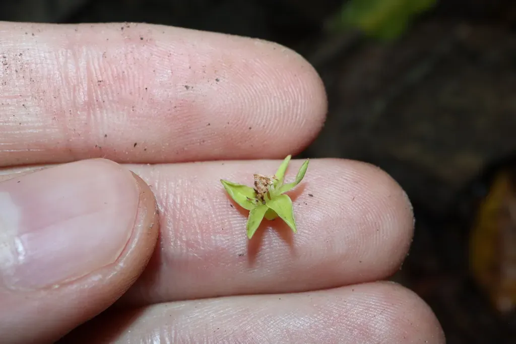 Palaquium Galactoxylum