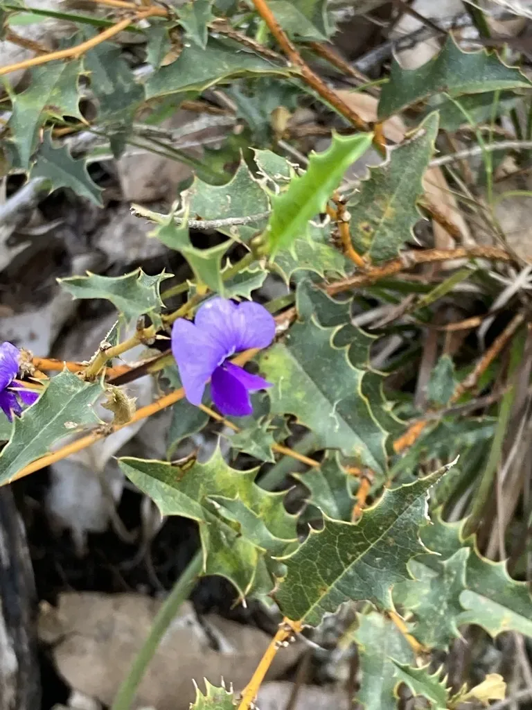 Holly-leaved Hovea