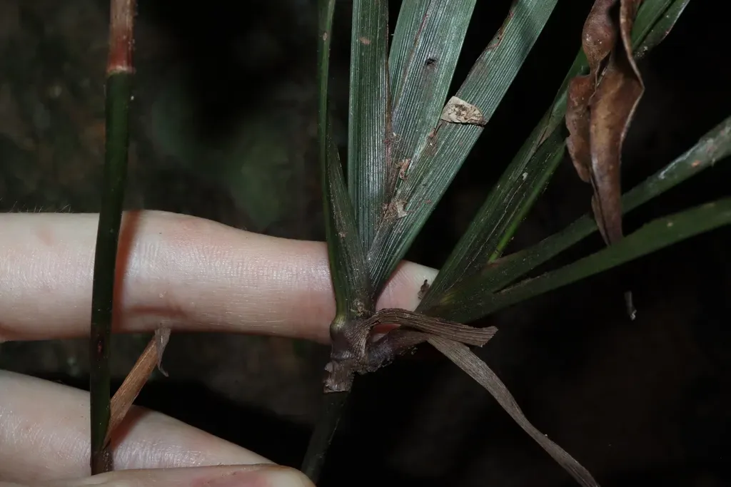 Dianella Bambusifolia