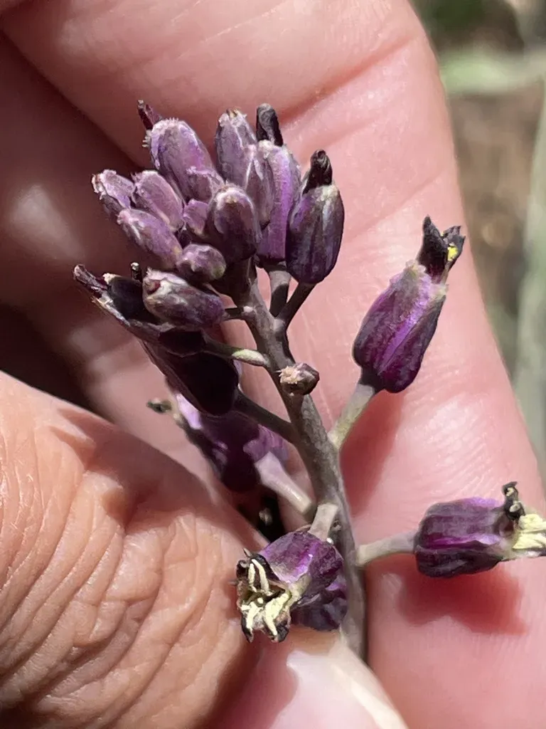 Southern Jewelflower