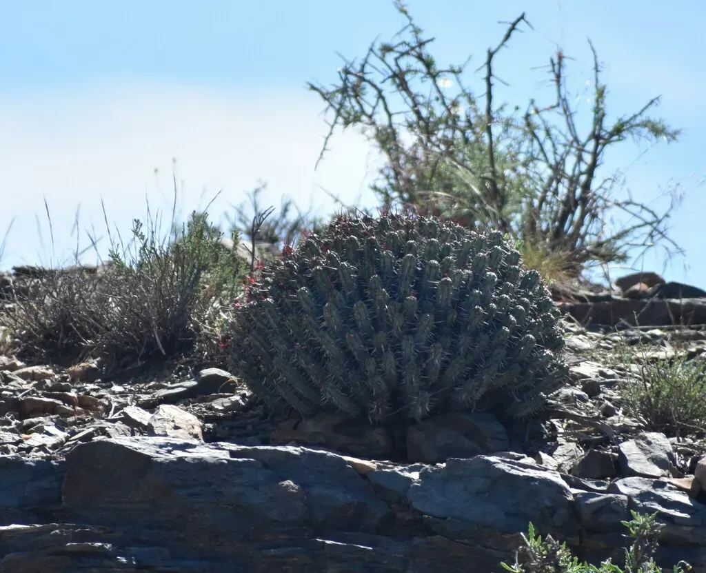 Pincushion Euphorbia
