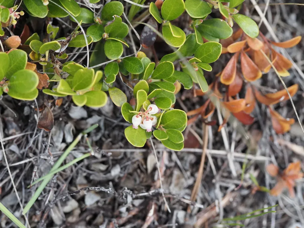 Bearberry