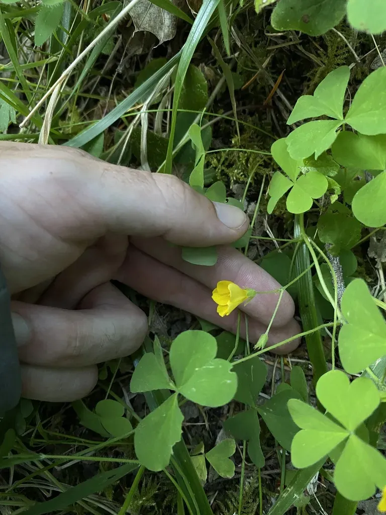 Western Yellow Woodsorrel