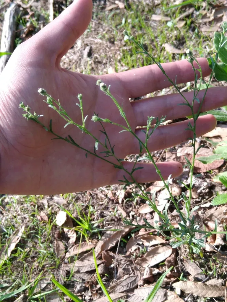 Psilactis Brevilingulata