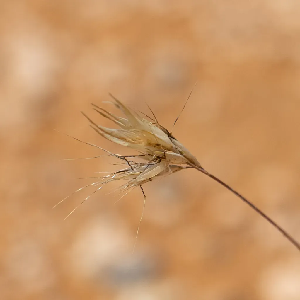 Rytidosperma Robertsoniae