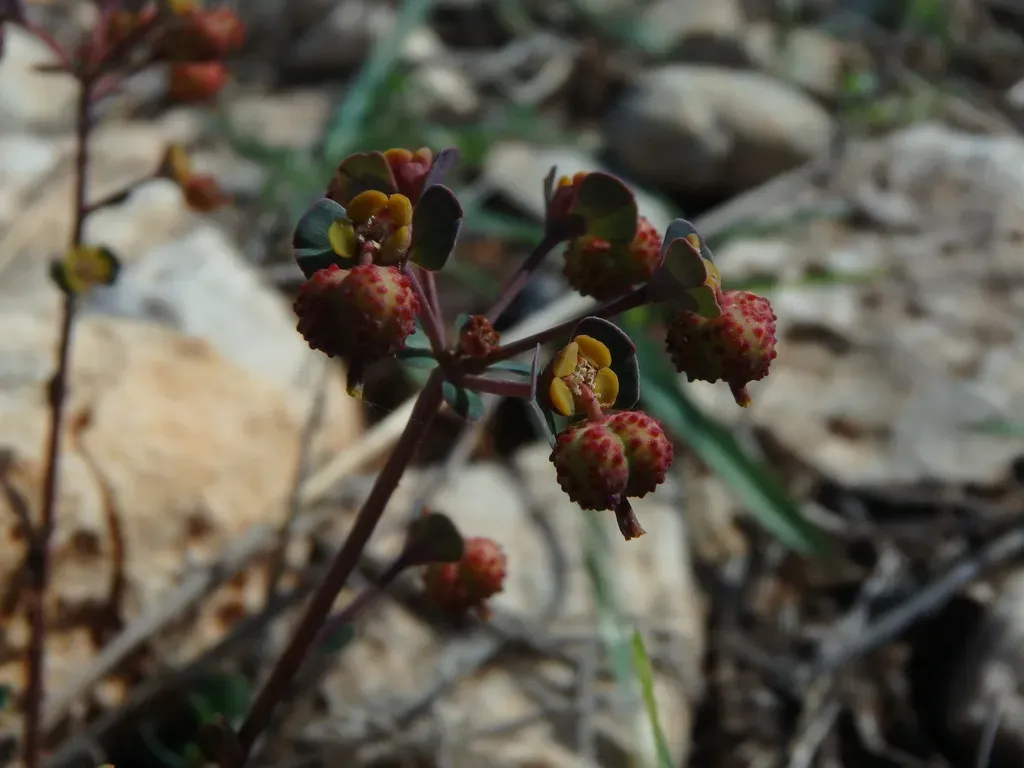 Euphorbia Dimorphocaulon