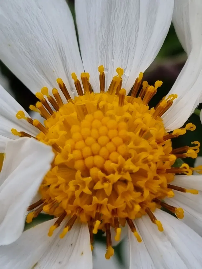 Montanoa Bipinnatifida