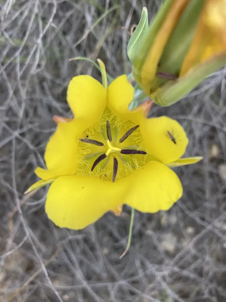 Clubhair Mariposa Lily