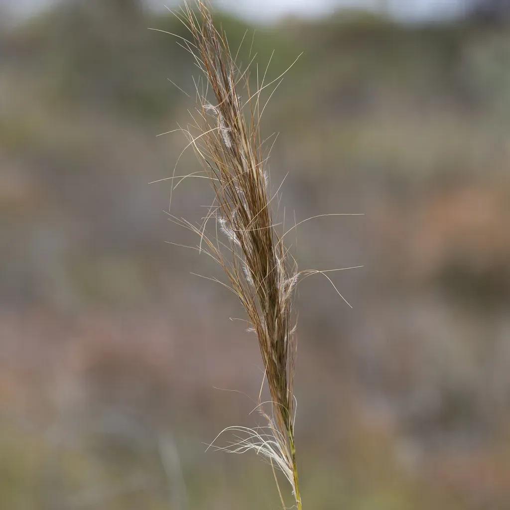 Austrostipa Hemipogon