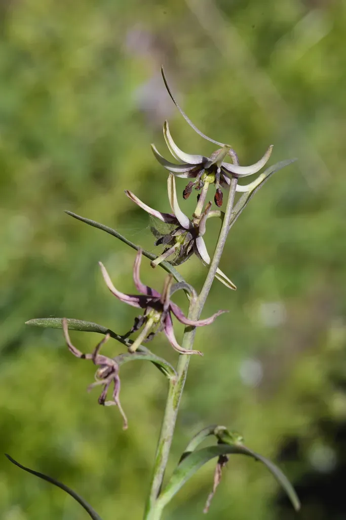 Greenhorn Fritillary