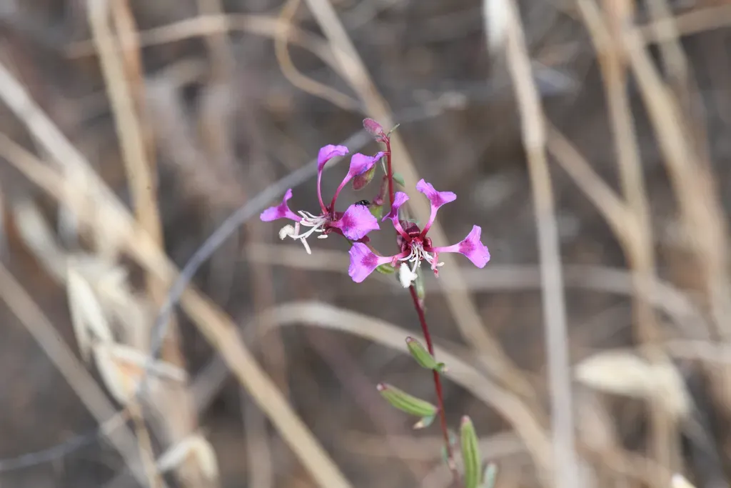 Springville Clarkia