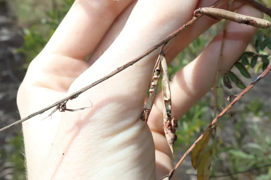 Indigofera Pratensis