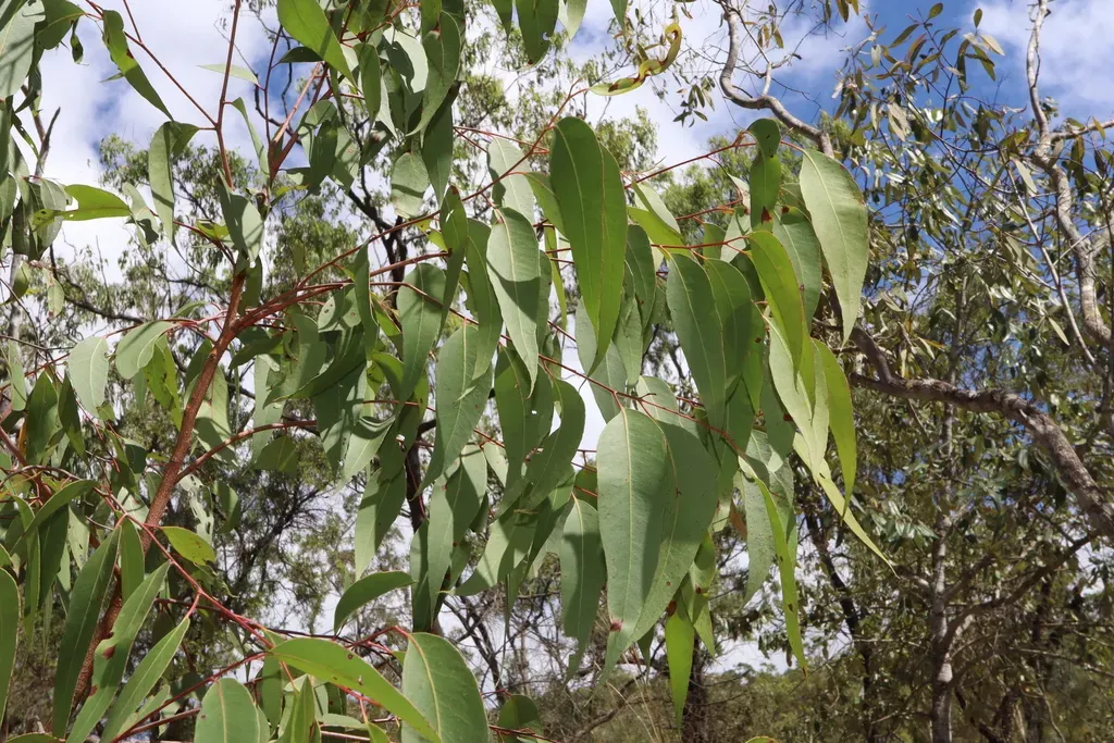 Eucalyptus Mediocris