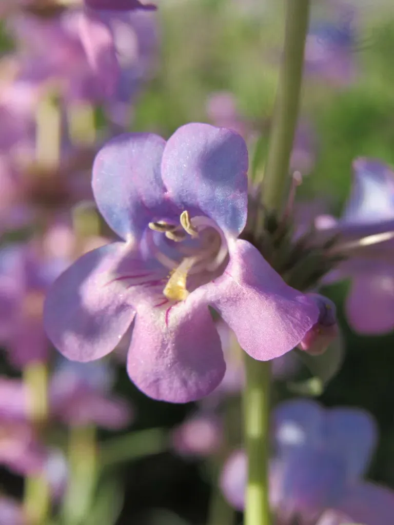 Broadbeard Beardtongue