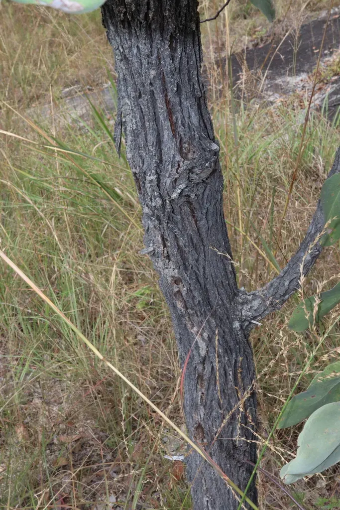 Bushman's Clothes Peg