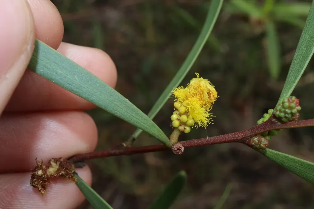 Acacia Whitei