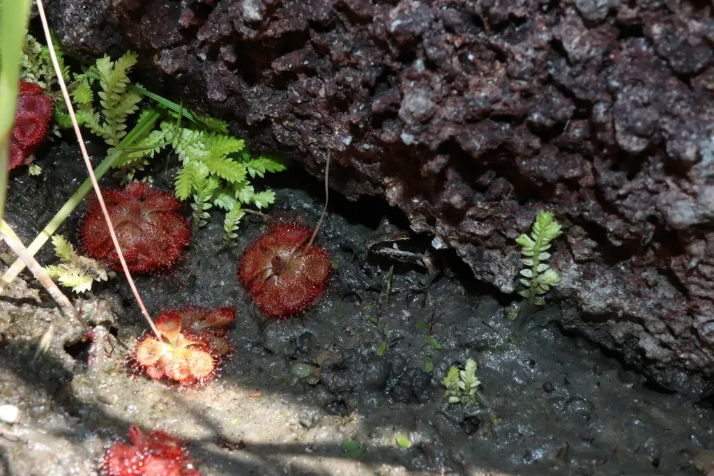Spring-fringed Spikemoss