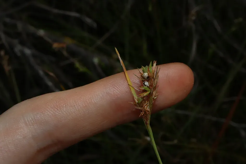 Scleria Tricuspidata
