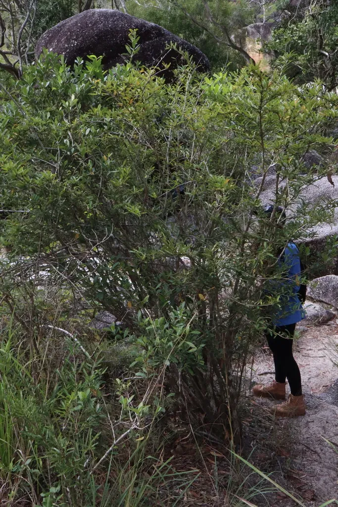 Phyllanthus Lamprophyllus