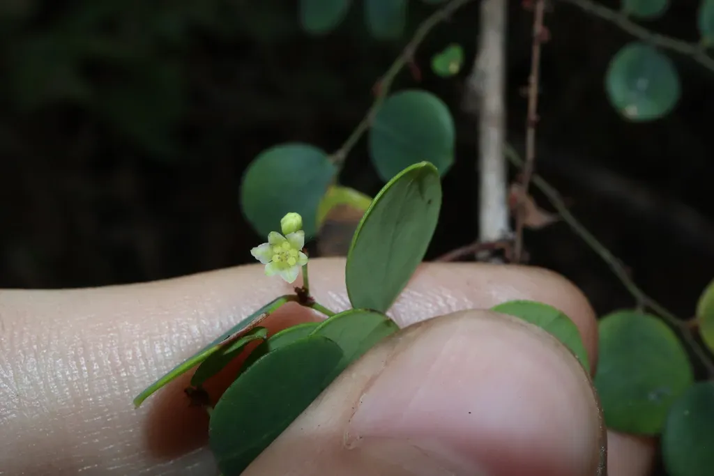 Phyllanthus Dallachyanus
