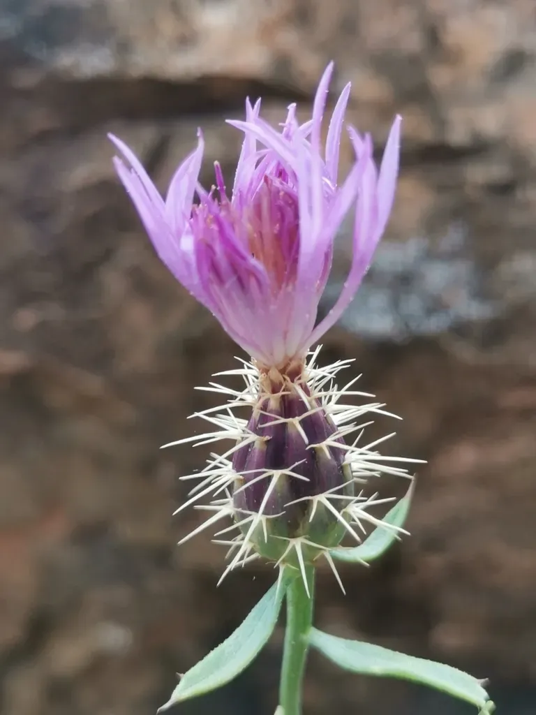 Centaurea Malacitana