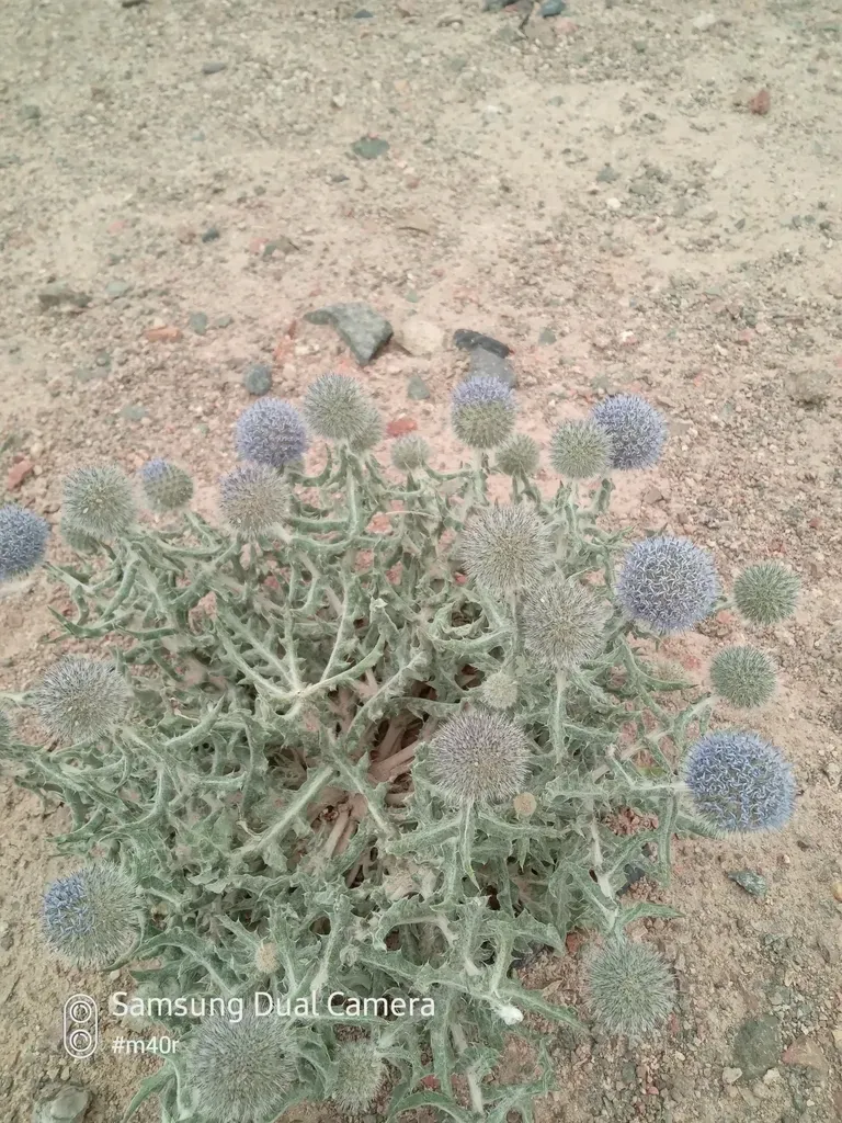Echinops Nanus