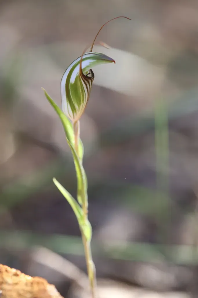 Pterostylis Microglossa