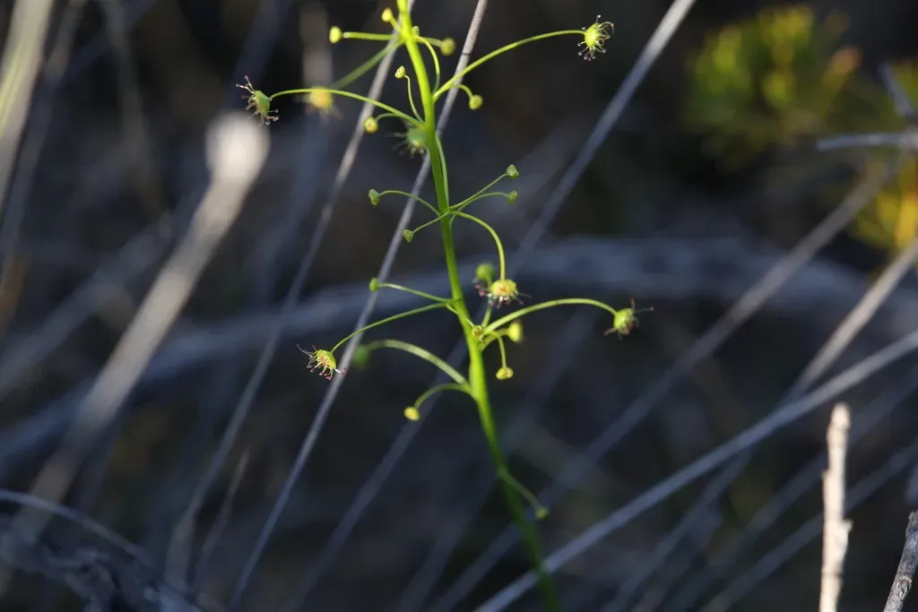 Drosera Atrata