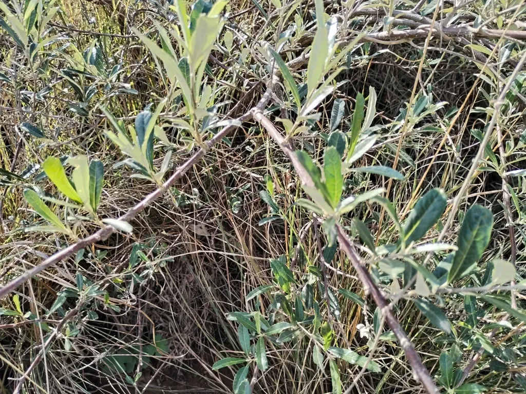 Bitter-leaf