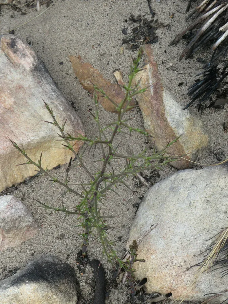 Asparagus Stipulaceus