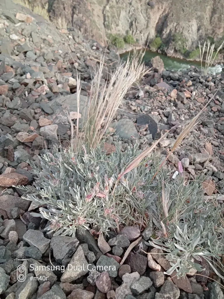 Convolvulus Tragacanthoides