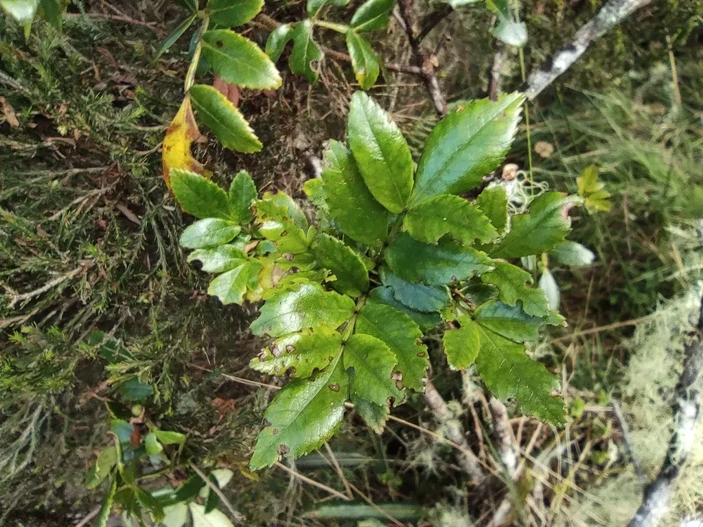 Weinmannia Tinctoria
