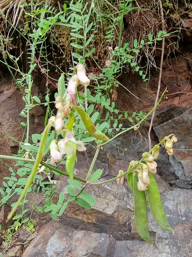 Vicia Capreolata
