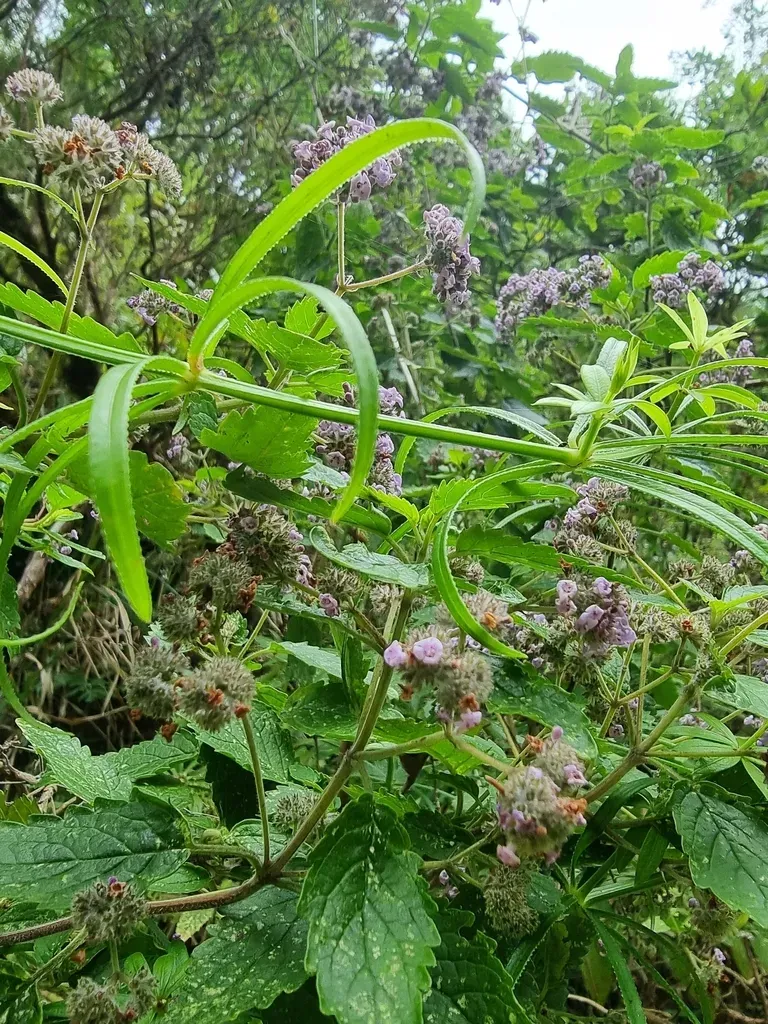 Bystropogon Punctatus