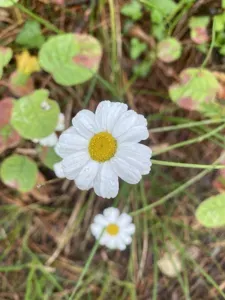 Tanacetum Poteriifolium