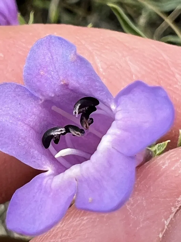 Cusick's Beardtongue