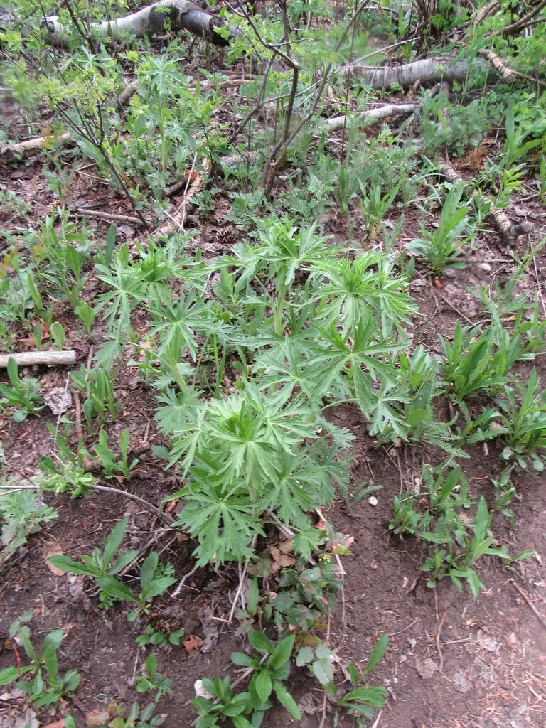 Sapello Canyon Larkspur