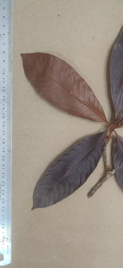 Isonandra Lanceolata