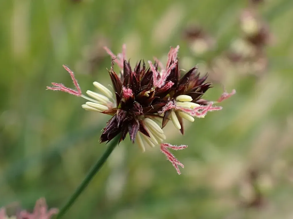 Brown-headed Rush