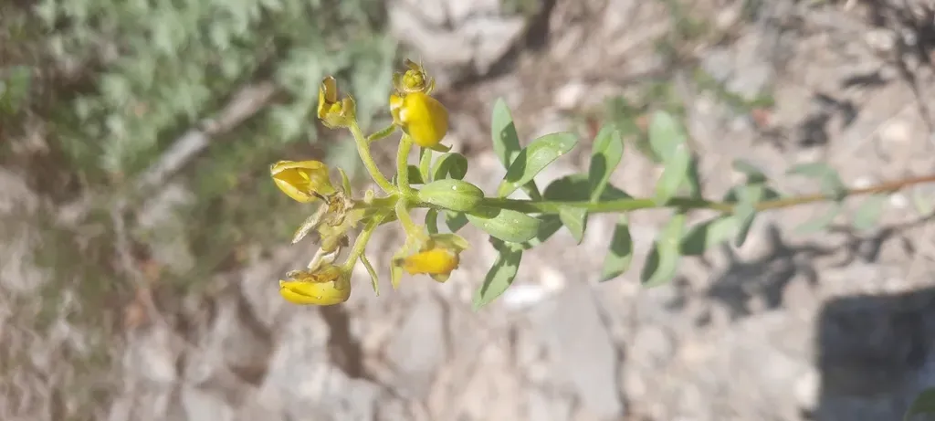 Haplophyllum Suaveolens