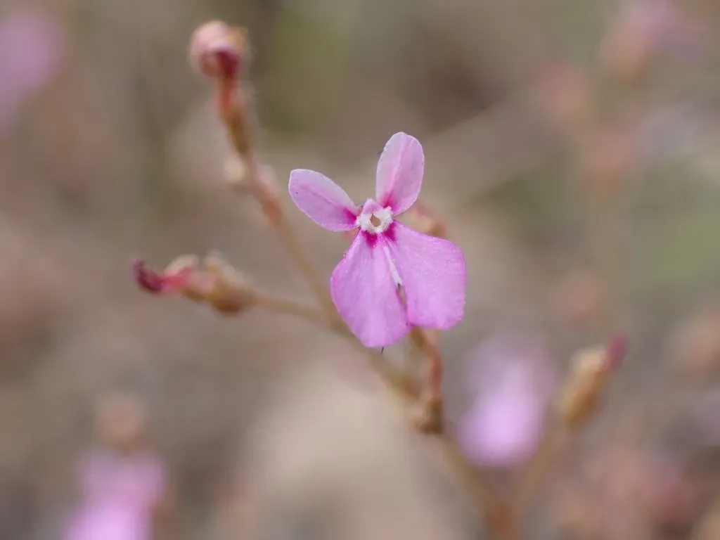 Stylidium Semipartitum