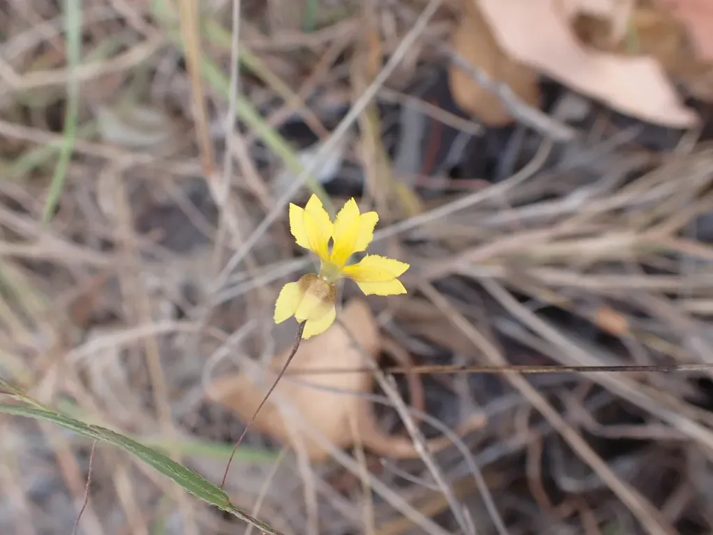 Goodenia Armstrongiana