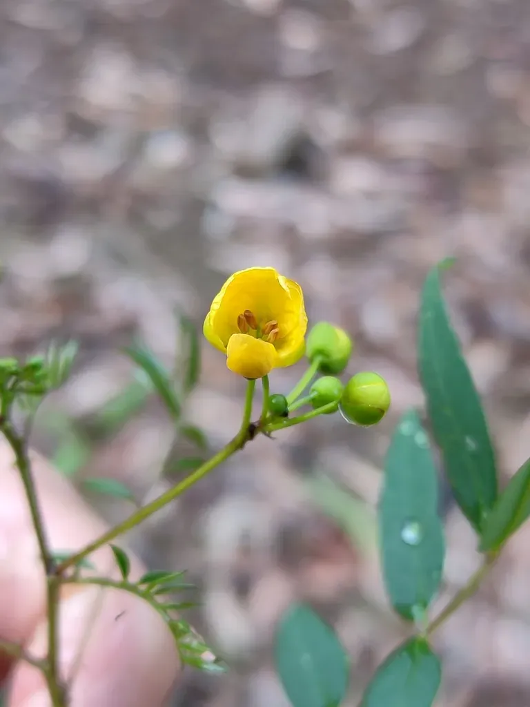 Sophera Senna
