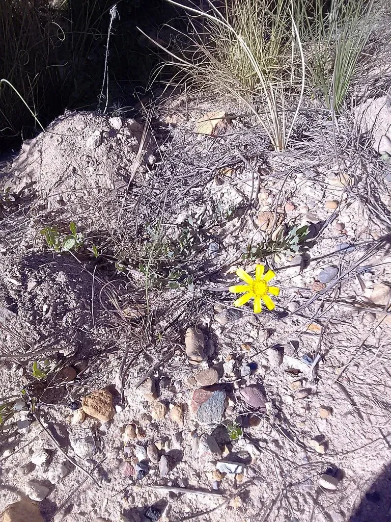 Fringe Babooncabbage