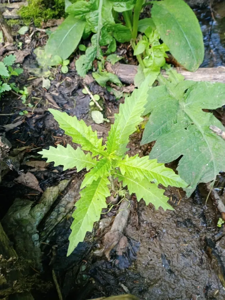 Gypsywort