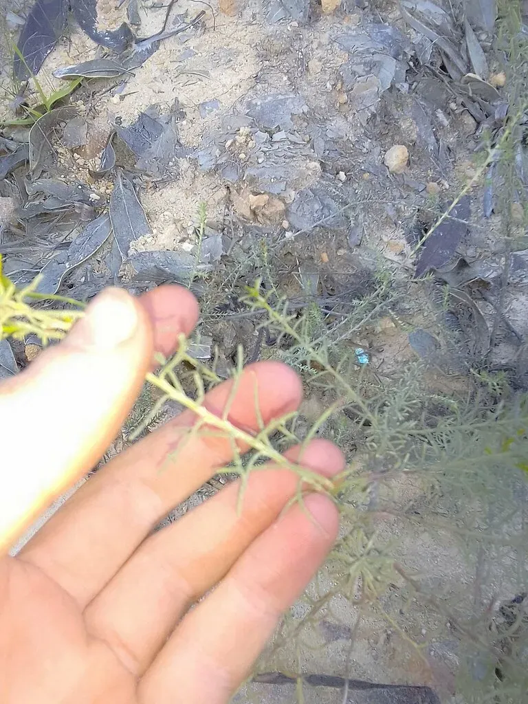 Chrysocoma Tridentata