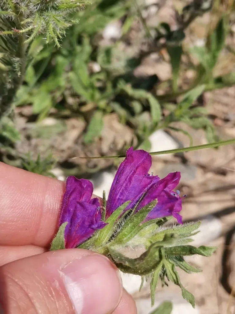 Sand Viper's Bugloss