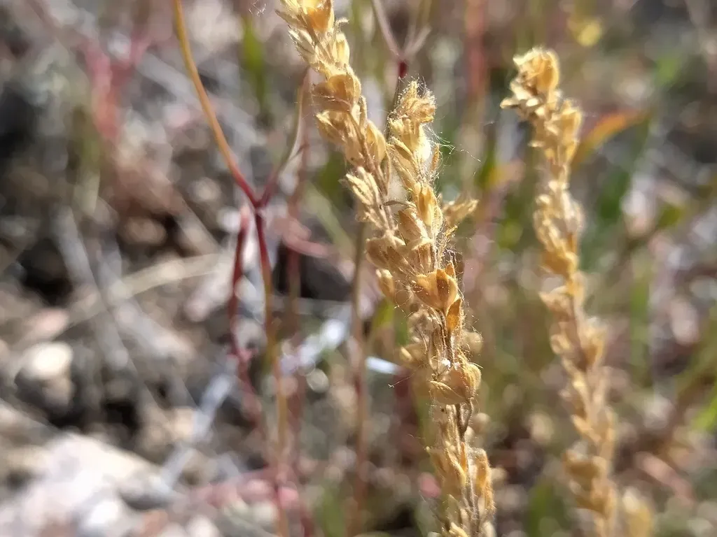 Dillenius' Speedwell